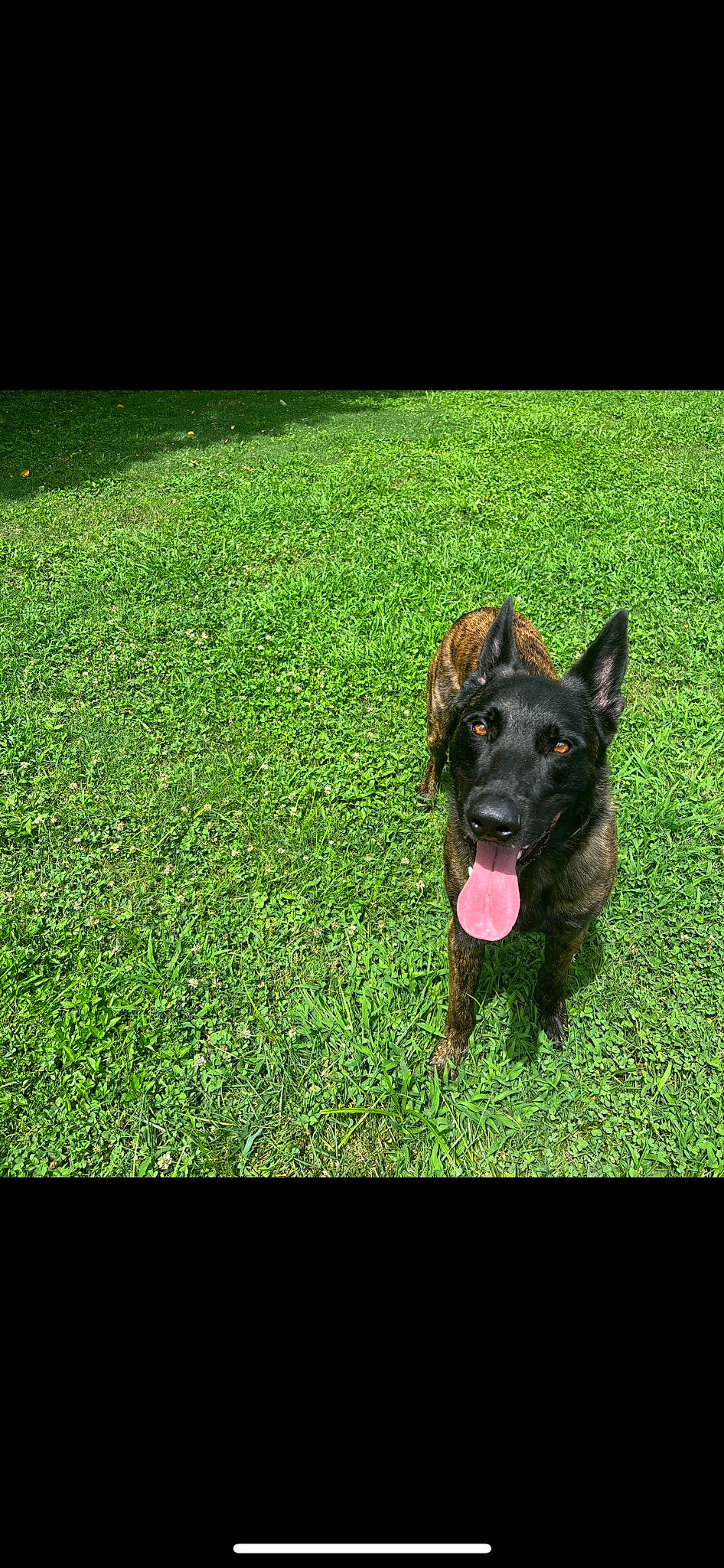 Cyrus joined the competition — help win amazing prizes! canidae, carnivore, companion_dog, dog, dog_breed, german_shepherd_dog, grass, grassland, groundcover, guard_dog, herding_dog, lawn, plant, tail, terrestrial_animal, working_animal, working_dog