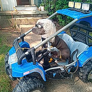 Nova is registered to the contest to win money with this photo: adventure, backyard, blue, canine, dog, funny, grass, greenery, house, outdoor, pet, plastic, playful, seat, steps, sunglasses, sunlight, toy_car, vehicle, wig