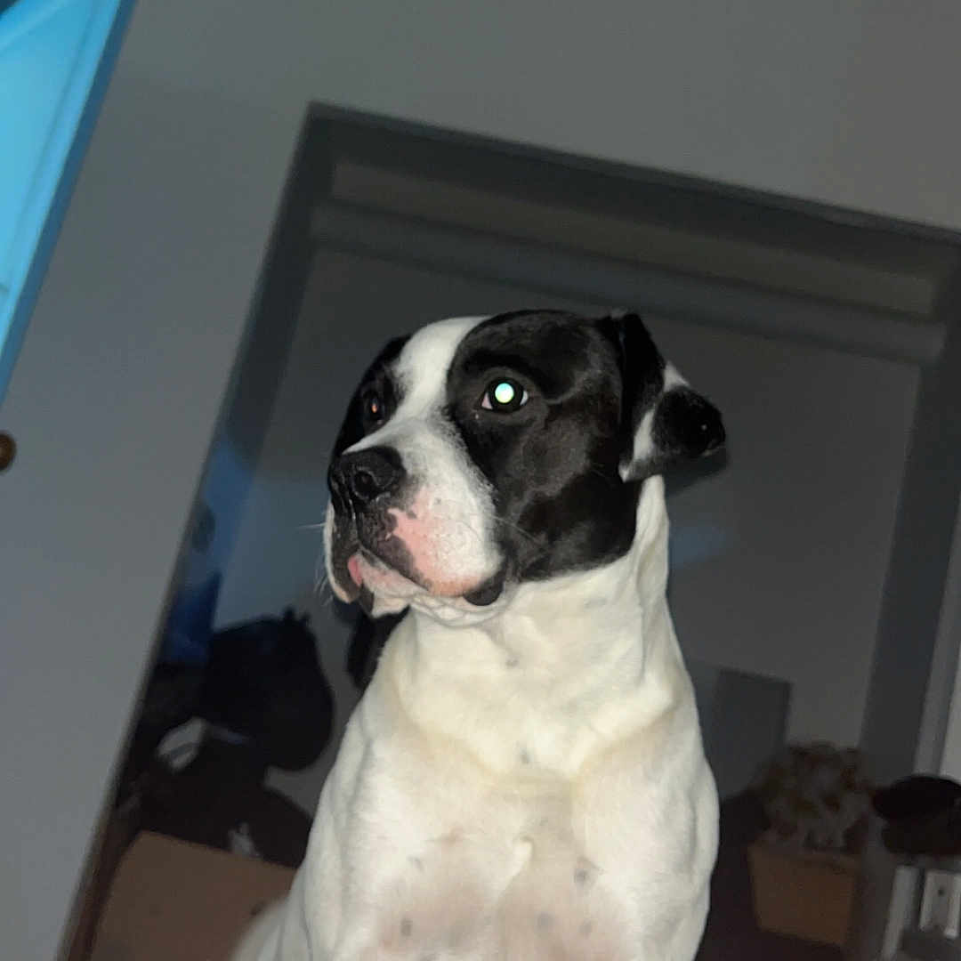 Nemo a rejoint le concours — aidez-le/la à gagner de superbes lots ! alert, animal, black_and_white, blanket, canine, companion, curious, cute, dog, domestic, door, furniture, household, indoor, mammal, pet, portrait, room, sitting, wall