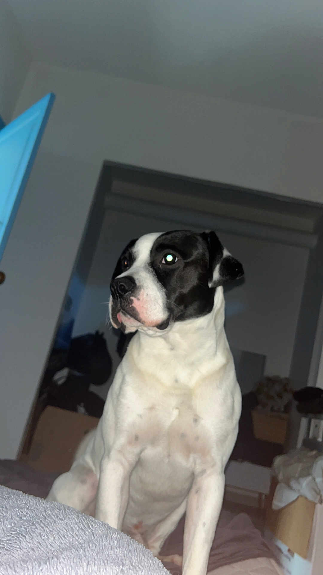 Nemo a rejoint le concours — aidez-le/la à gagner de superbes lots ! dog, black_and_white, indoor, pet, sitting, curious, animal, canine, room, furniture, blanket, door, wall, household, domestic, companion, alert, portrait, mammal, cute