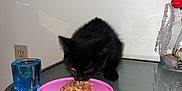 Chespirito is registered to the contest to win money with this photo: black_kitten, cat, wet_food, pink_plate, glass_table, blue_glass, jar, crystals, roller, plastic_bottle, floor, white_wall, indoor, pet, animal, feline, eating, tabletop, small, cute