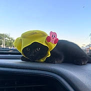 Chespirito is registered to the contest to win money with this photo: cat, black_cat, yellow_hat, kirby_sticker, car_dashboard, animal, pet, cute, outdoor, sky, daylight, vehicle, window, fur, whiskers, ears, eyes, lying_down, hat, accessory