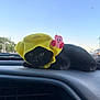 cat, black_cat, yellow_hat, kirby_sticker, car_dashboard, animal, pet, cute, outdoor, sky, daylight, vehicle, window, fur, whiskers, ears, eyes, lying_down, hat, accessory