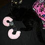 Chespirito joined the competition — help win amazing prizes! black_cat, cat, pet, animal, feline, yellow_eyes, handcuffs, pink_handcuffs, fluffy, bed, blanket, indoor, fur, whiskers, tail, curious, lying_down, looking_up, dark_background, colorful_blanket