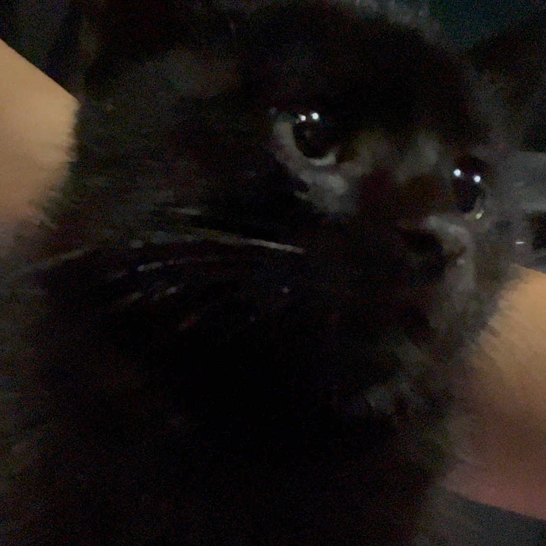 Chespirito joined the competition — help win amazing prizes! animal, black_cat, car_interior, cat, close_up, companion, cute, dark, dim_lighting, domestic_animal, eyes, feline, fur, human_arm, indoor, mammal, pet, portrait, reflection, whiskers
