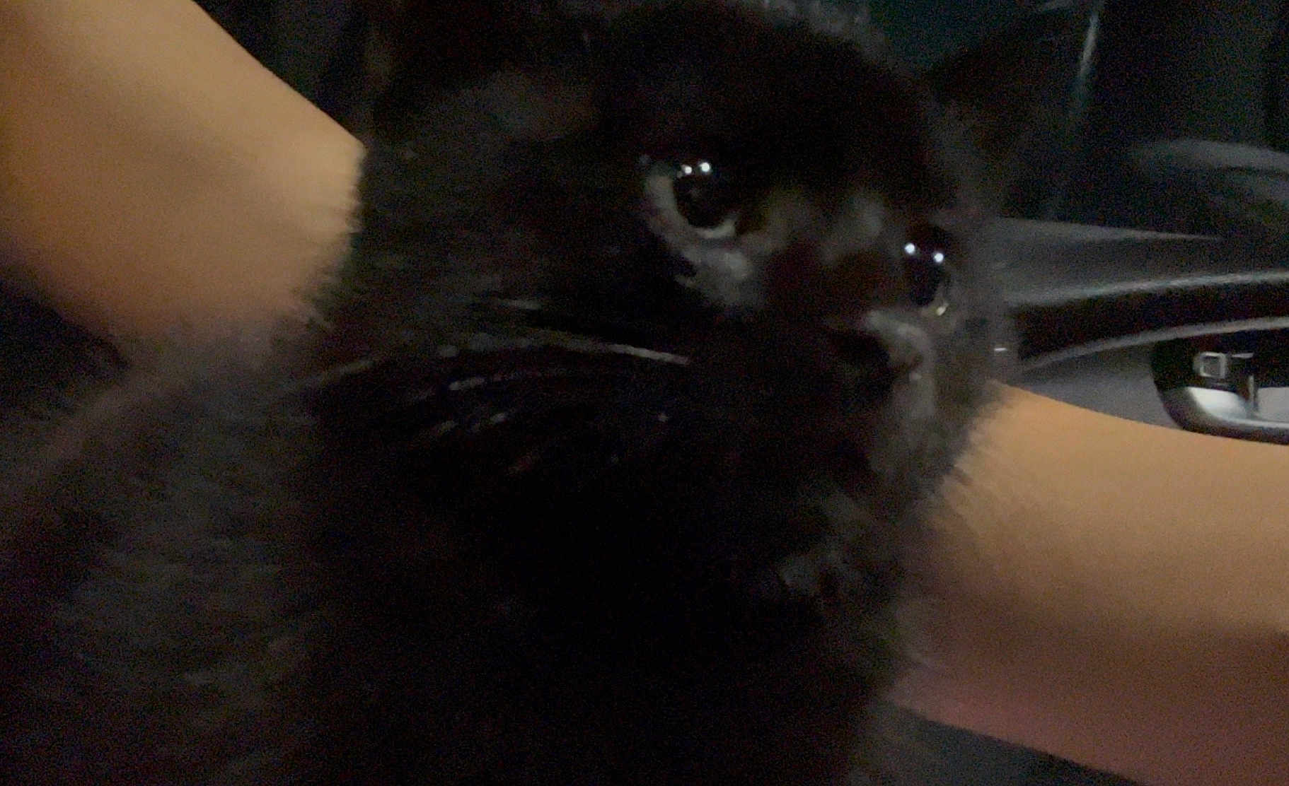 Chespirito joined the competition — help win amazing prizes! cat, black_cat, close_up, dim_lighting, animal, pet, whiskers, fur, eyes, reflection, human_arm, car_interior, dark, indoor, feline, companion, cute, mammal, domestic_animal, portrait
