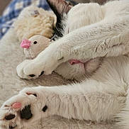 Amelia joined the competition — help win amazing prizes! cat, white_cat, black_and_white, sleeping, paw, plush_toy, bird_toy, blanket, cozy, indoor, close_up, furry, pet, relaxed, cute, soft_texture, resting, animal, comfort, nap
