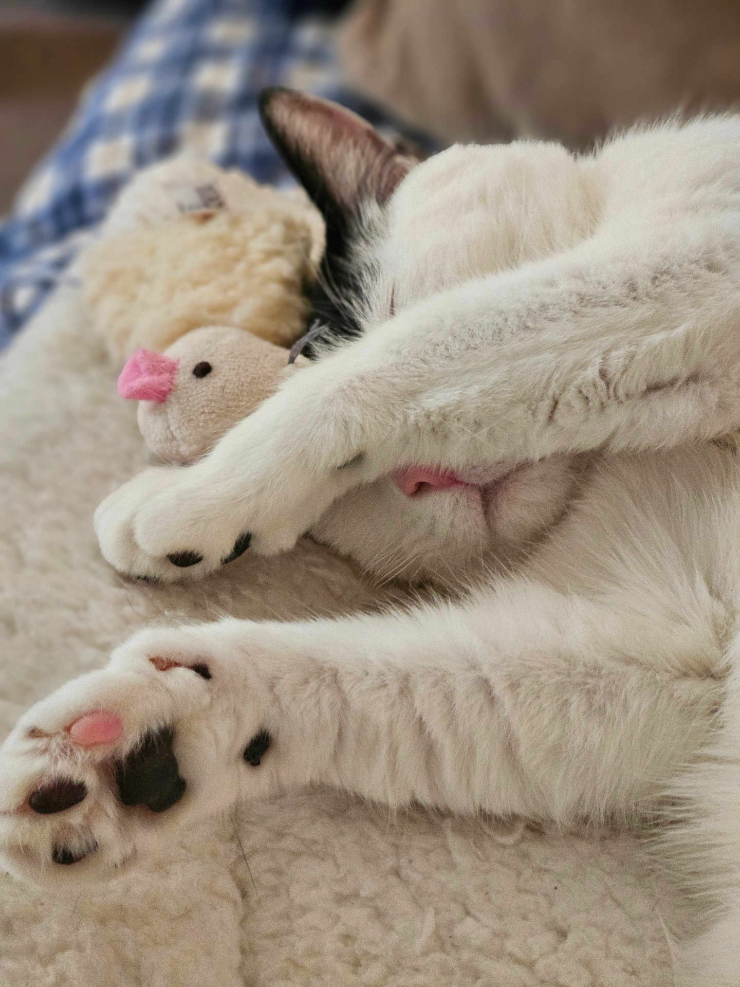 Amelia joined the competition — help win amazing prizes! cat, white_cat, black_and_white, sleeping, paw, plush_toy, bird_toy, blanket, cozy, indoor, close_up, furry, pet, relaxed, cute, soft_texture, resting, animal, comfort, nap