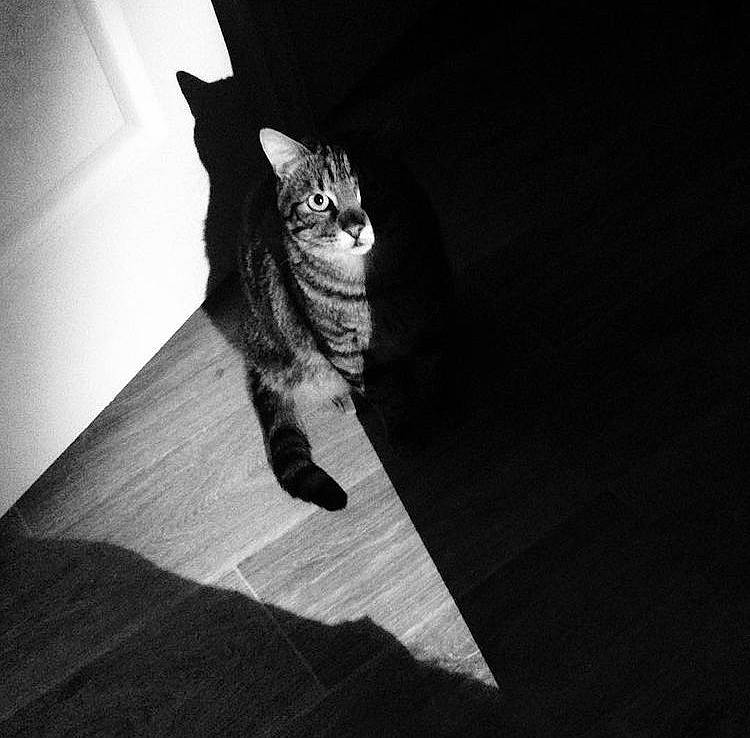 Serge a rejoint le concours — aidez-le/la à gagner de superbes lots ! carnivore, cat, darkness, domestic_short_haired_cat, door, felidae, flooring, fur, grey, monochrome, monochrome_photography, paw, shadow, small_to_medium_sized_cats, snout, still_life_photography, tail, tints_and_shades, whiskers, wood