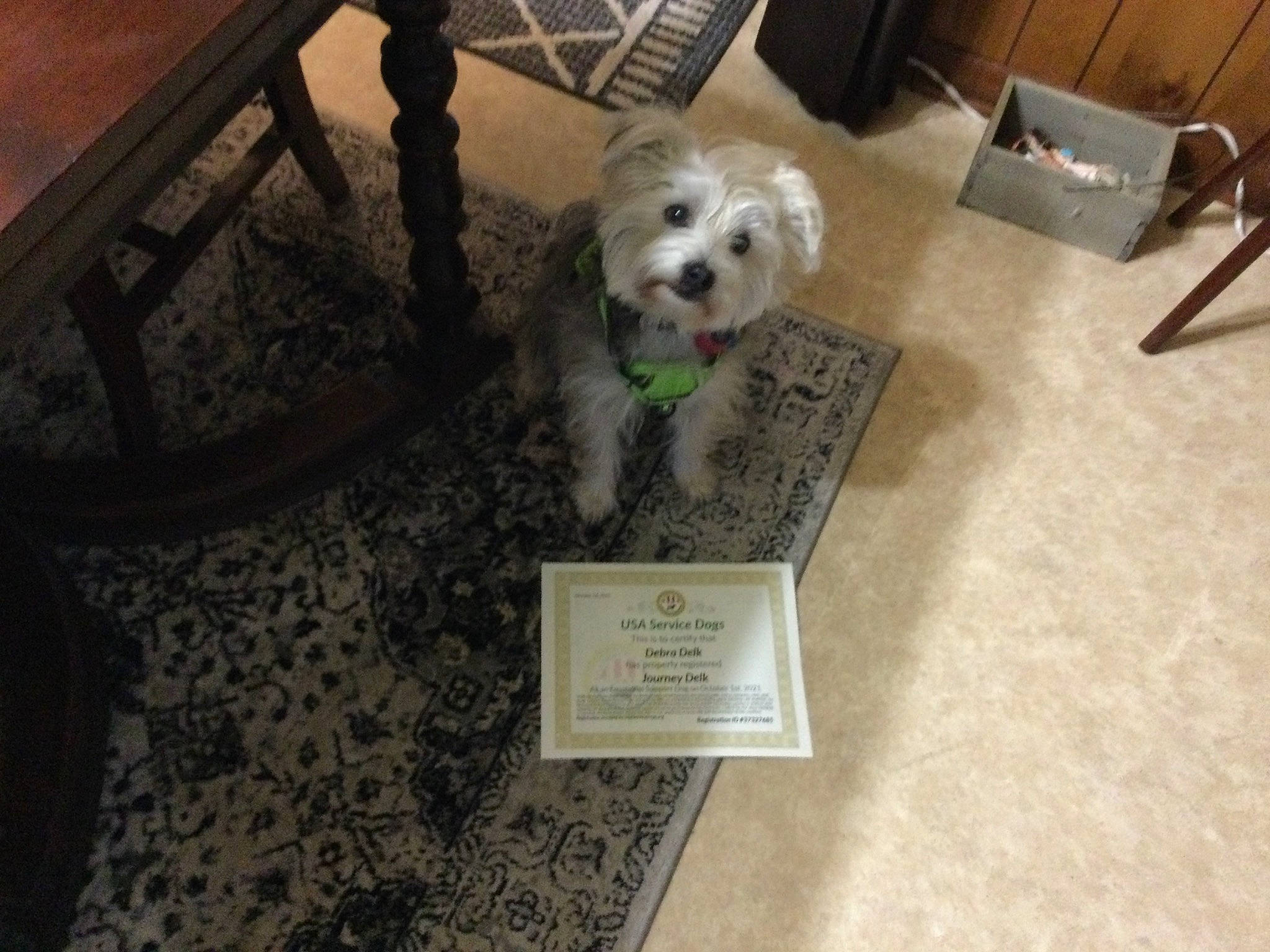 Journey joined the competition — help win amazing prizes! bichon, carnivore, chair, companion_dog, dog, dog_breed, dog_supply, flooring, hardwood, labradoodle, maltepoo, poodle_crossbreed, shih_poo, small_terrier, snout, stool, terrier, toy_dog, wood, working_animal