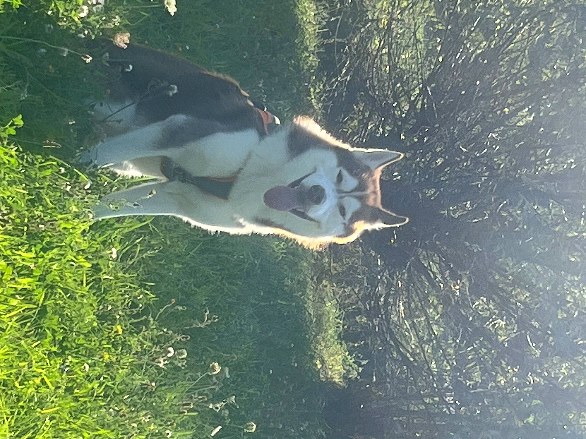Louky a rejoint le concours — aidez-le/la à gagner de superbes lots ! canidae, carnivore, dog, dog_breed, forest, grass, landscape, natural_environment, organism, people_in_nature, plant, shadow, sporting_group, sunlight, tail, tints_and_shades, tree, water, wildlife, wind