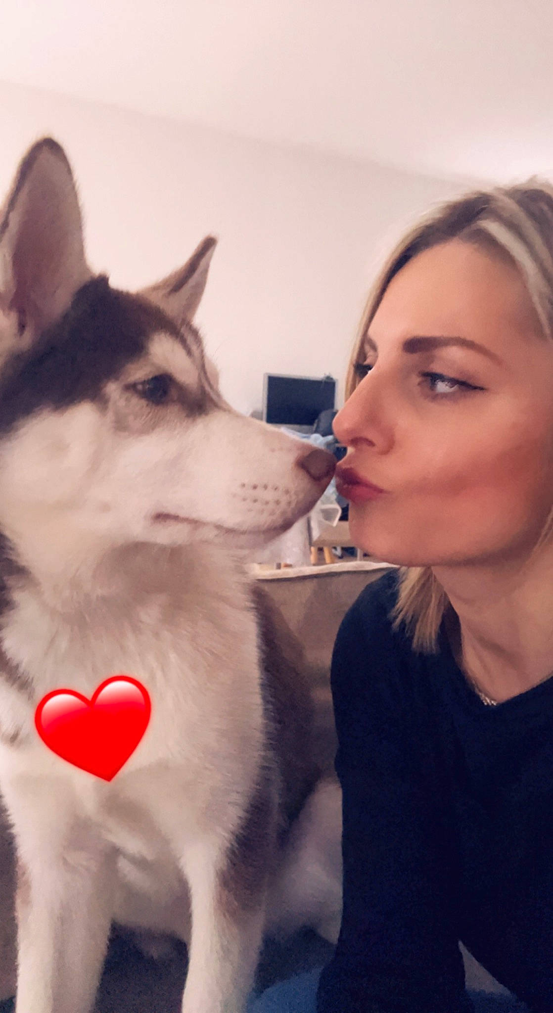 Louky a rejoint le concours — aidez-le/la à gagner de superbes lots ! canidae, canis, carnivore, companion_dog, dog, dog_breed, eyebrow, fun, fur, happy, jaw, neck, nose, siberian_husky, skin, sled_dog, snout, sporting_group, whiskers, wolf