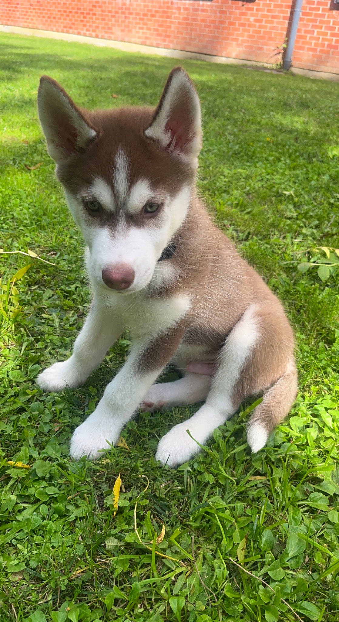 Louky participe au concours pour gagner de l'argent avec cette photo : art, carnivore, companion_dog, dog, dog_breed, grass, plant, siberian_husky, tail, terrestrial_animal, working_animal, working_dog