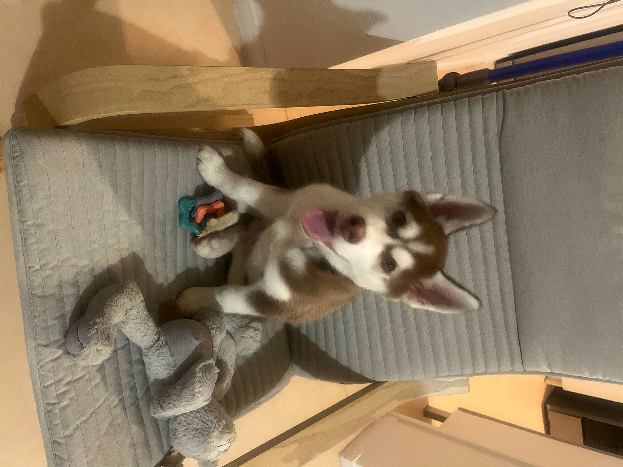 Louky a rejoint le concours — aidez-le/la à gagner de superbes lots ! canidae, carnivore, companion_dog, dog, dog_breed, fawn, felidae, fur, paw, small_to_medium_sized_cats, snout, sporting_group, tail, terrestrial_animal, whiskers, wood