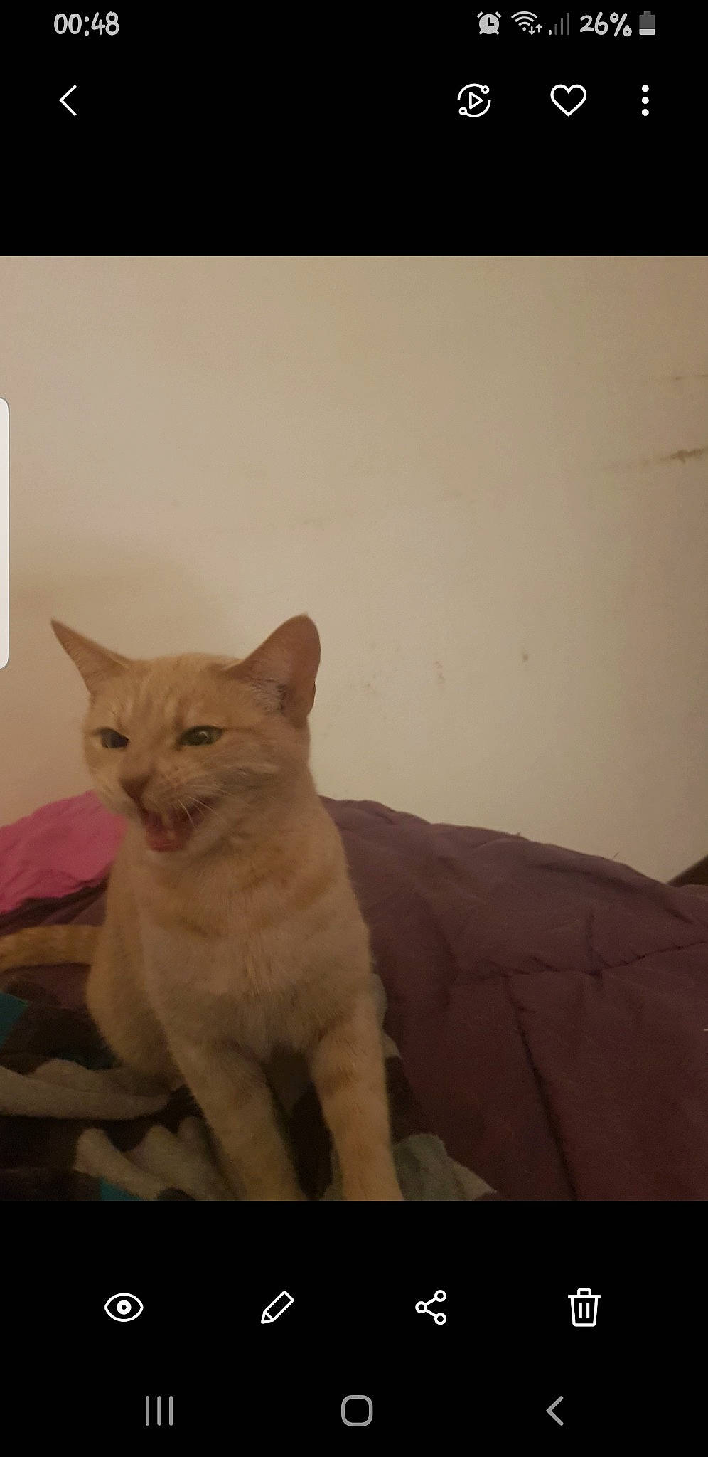 Icetea a rejoint le concours — aidez-le/la à gagner de superbes lots ! aegean_cat, arabian_mau, asian, burmilla, carnivore, cat, colorpoint_shorthair, domestic_short_haired_cat, european_shorthair, fawn, felidae, fur, german_rex, kitten, mammal, small_to_medium_sized_cats, tail, vertebrate, whiskers