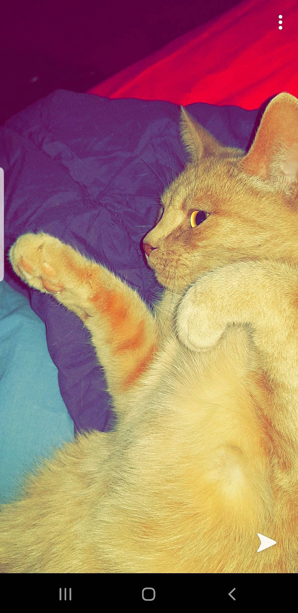 Icetea participe au concours pour gagner de l'argent avec cette photo : carnivore, cat, claw, drawing, felidae, fur, german_rex, illustration, kitten, orange, paw, polydactyl_cat, small_to_medium_sized_cats, somali, tabby_cat, tail, turkish_angora, whiskers