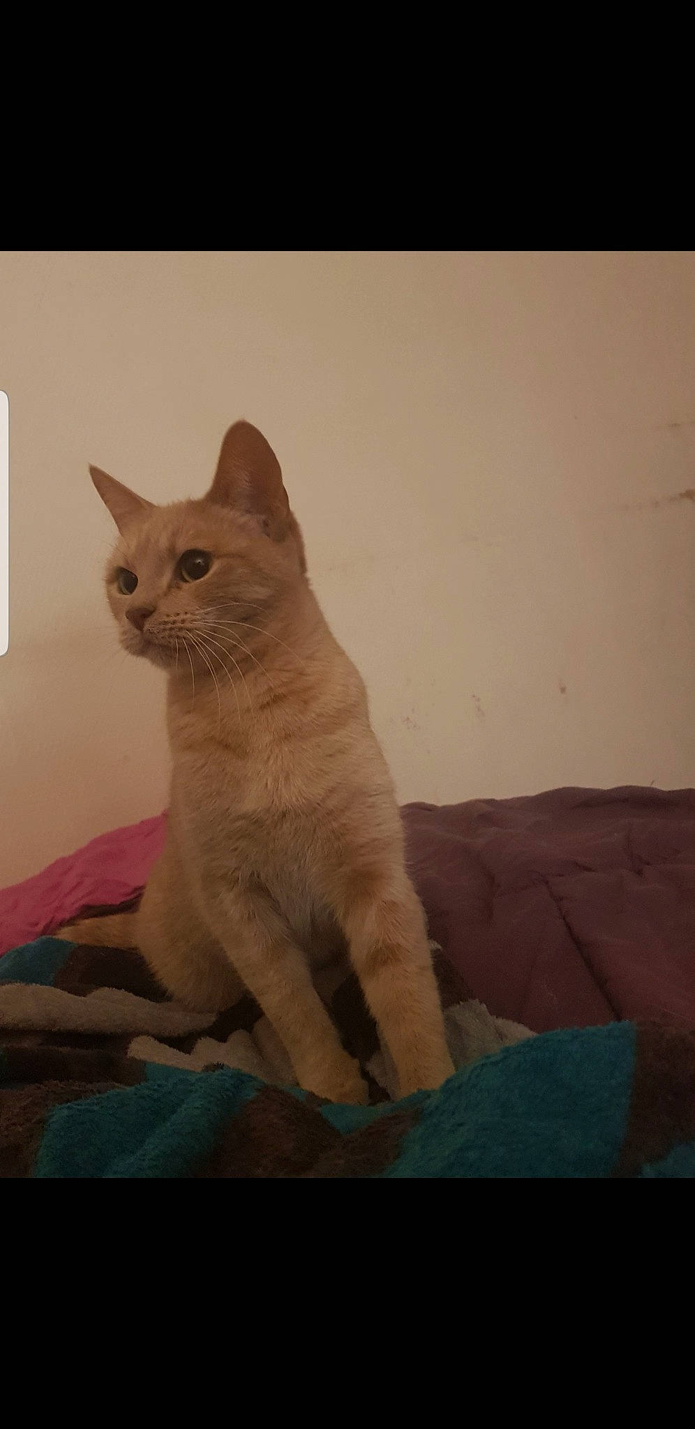 Icetea a rejoint le concours — aidez-le/la à gagner de superbes lots ! aegean_cat, arabian_mau, asian, burmilla, carnivore, cat, colorpoint_shorthair, domestic_short_haired_cat, european_shorthair, fawn, felidae, german_rex, kitten, mammal, ojos_azules, small_to_medium_sized_cats, tail, vertebrate, whiskers