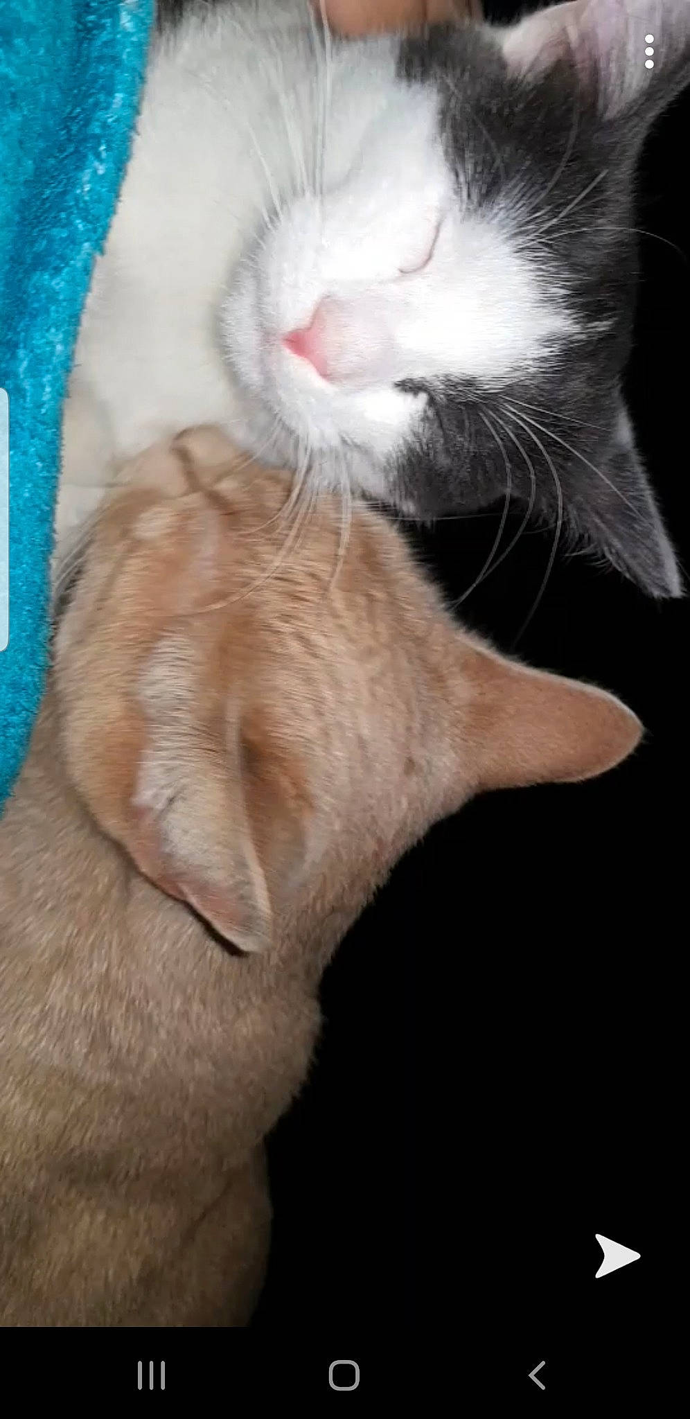 Icetea participe au concours pour gagner de l'argent avec cette photo : asian, carnivore, cat, claw, ear, european_shorthair, fawn, felidae, fur, kitten, nap, nose, ojos_azules, paw, polydactyl_cat, small_to_medium_sized_cats, snout, tail, whiskers