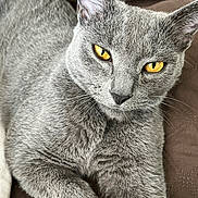 Komet joined the competition — help win amazing prizes! animal, cat, close_up, cute, domestic_cat, feline, fur, golden_eyes, gray_cat, indoor, intense_gaze, looking, mammal, pet, portrait, quilted_surface, relaxing, resting, soft_fur, whiskers