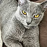 animal, cat, close_up, cute, domestic_cat, feline, fur, golden_eyes, gray_cat, indoor, intense_gaze, looking, mammal, pet, portrait, quilted_surface, relaxing, resting, soft_fur, whiskers