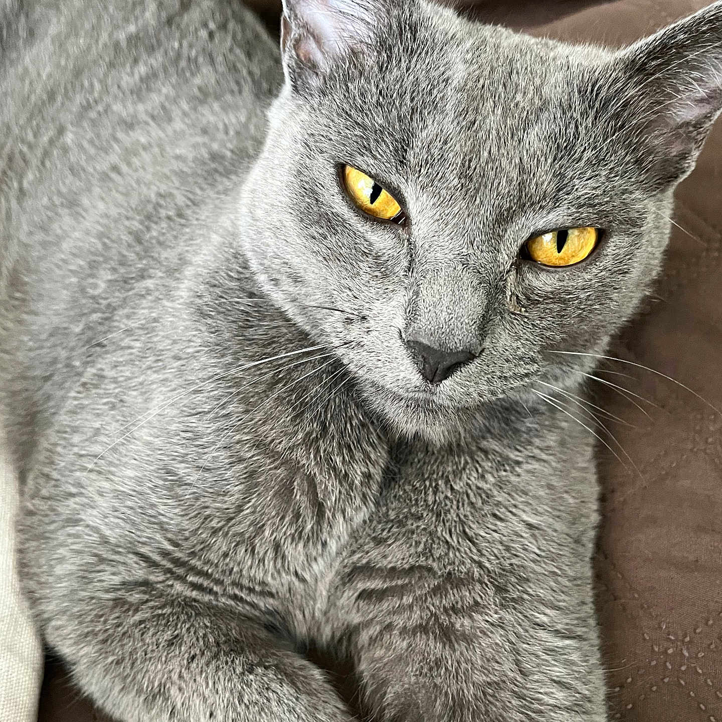 Komet joined the competition — help win amazing prizes! animal, cat, close_up, cute, domestic_cat, feline, fur, golden_eyes, gray_cat, indoor, intense_gaze, looking, mammal, pet, portrait, quilted_surface, relaxing, resting, soft_fur, whiskers