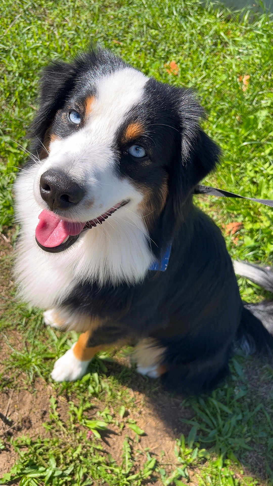 Koda a rejoint le concours — aidez-le/la à gagner de superbes lots ! dog, blue_eyes, happy, tongue_out, fluffy_coat, outdoor, grass, sunlight, sitting, leash, black_fur, white_fur, brown_fur, pet, canine, animal, summer, nature, close_up, portrait