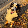 dog, blue_eyes, happy, outdoor, sunlight, roadside, grass, leaves, fur, pet, canine, smiling, nature, autumn, black_fur, white_fur, brown_fur, sitting, collar, leash