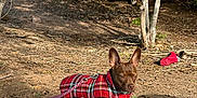 Penny is registered to the contest to win money with this photo: animal, blanket, brown_dog, canine, companion, dog, earth, forest, leash, nature, outdoor, pet, plaid, red_jacket, relaxing, scenic, sunlight, tree_stump, trees, wood