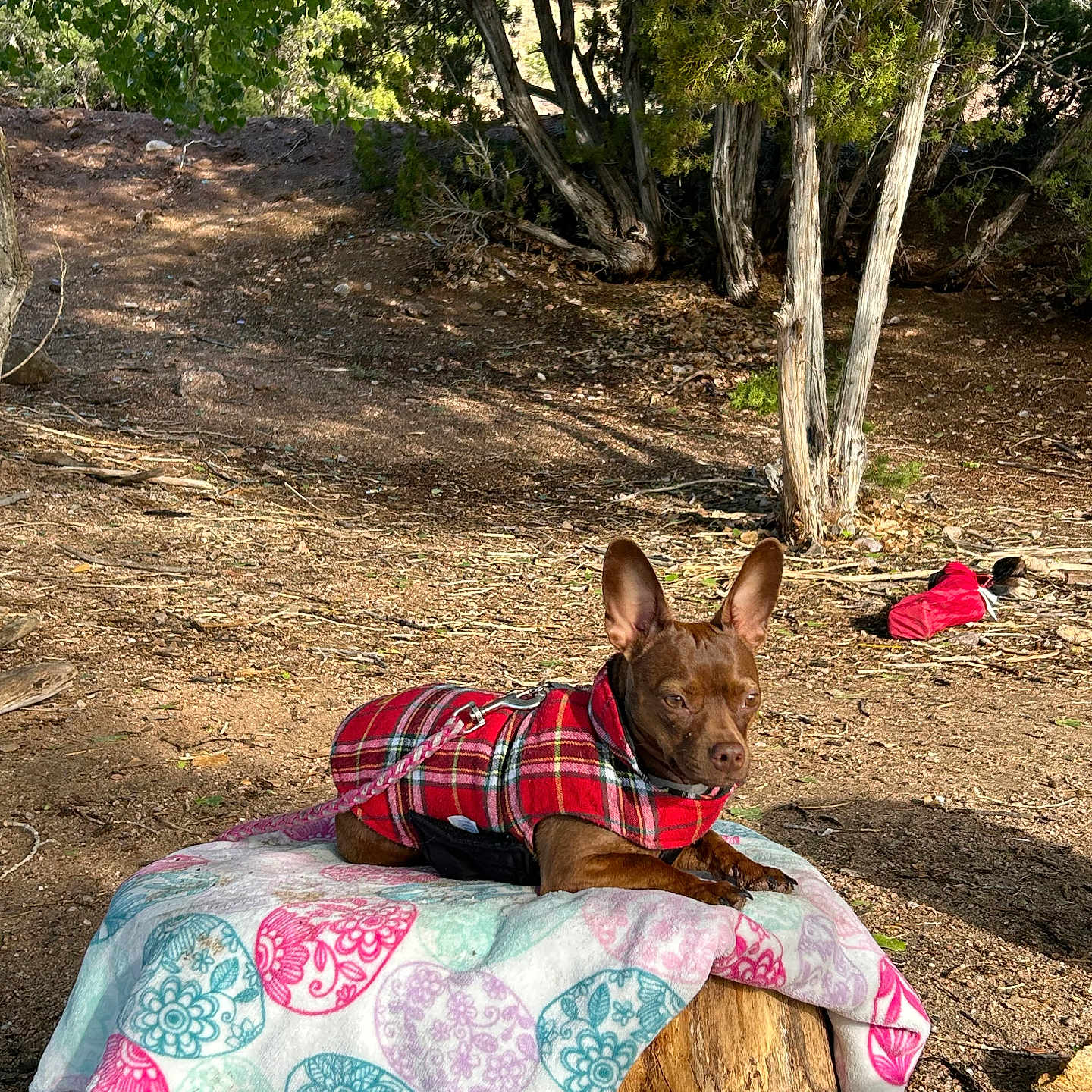 Penny is registered to the contest to win money with this photo: animal, blanket, brown_dog, canine, companion, dog, earth, forest, leash, nature, outdoor, pet, plaid, red_jacket, relaxing, scenic, sunlight, tree_stump, trees, wood