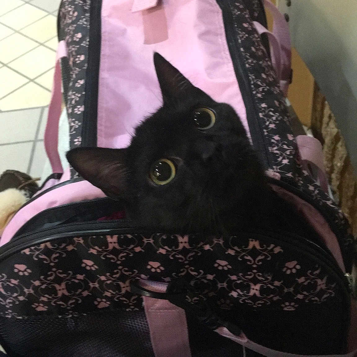 Tootsie