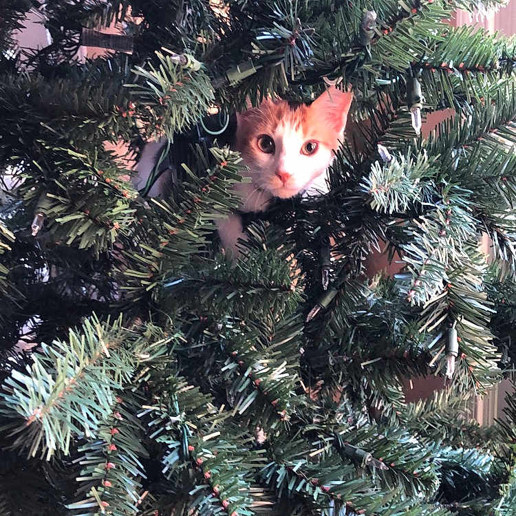 Autumn is registered to the contest to win money with this photo: balsam_fir, branch, christmas, christmas_decoration, christmas_ornament, christmas_tree, colorado_spruce, conifer, cypress_family, evergreen, fir, juniper, oregon_pine, pine, pine_family, plant, spruce, tree, woody_plant