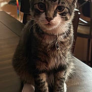 Bean joined the competition — help win amazing prizes! animal, cat, closeup, collar, cute, domestic_cat, ears, fur, furniture, indoor, kitten, pet, portrait, sitting, tabby, tag, whiskers, white_paws, wooden_table, young
