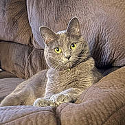Bella joined the competition — help win amazing prizes! cat, gray_cat, yellow_eyes, collar, bell, couch, furniture, indoor, pet, animal, relaxed, fur, whiskers, paws, close_up, domestic_cat, resting, cute, cozy, living_room