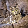 cat, gray_cat, yellow_eyes, collar, bell, couch, furniture, indoor, pet, animal, relaxed, fur, whiskers, paws, close_up, domestic_cat, resting, cute, cozy, living_room