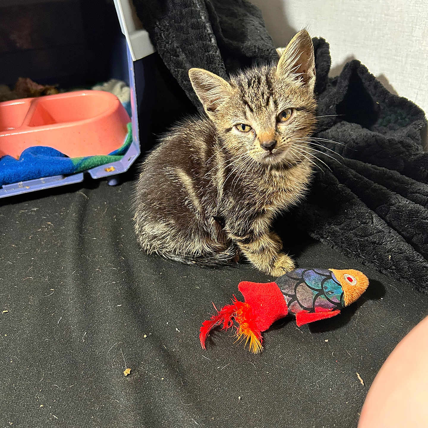 Oliver joined the competition — help win amazing prizes! animal, black_fabric, cat, curious, cute, domestic_cat, feline, fluffy, food_bowl, fur, indoor, kitten, pet, pet_bed, playful, small, tabby, toy_fish, whiskers, young_cat