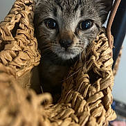 Oliver joined the competition — help win amazing prizes! kitten, cat, face, eyes, basket, woven, texture, curious, pet, closeup, animal, fur, whiskers, indoor, cute, small, young, feline, looking, cozy