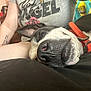 Thor joined the competition — help win amazing prizes! dog, sleeping, orange_collar, person, gray_shirt, tattoo, black_surface, emoji_blanket, nose, ear, indoor, resting, close_up, cute, pet, human_arm, text_on_shirt, wooden_furniture, relaxed, cozy
