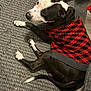 Thor joined the competition — help win amazing prizes! dog, carpet, sweater, black_and_white, indoor, pet, canine, resting, textured_surface, floor, animal, red_clothing, black_clothing, fur, tail, paw, relaxed, looking_back, domestic, cute