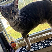 Loki is registered to the contest to win money with this photo: cat, tabby, window, indoor, soap_dispenser, tumbler, paw_print_mat, curious, pet, animal, feline, whiskers, closeup, daylight, household, standing, looking, fur, domestic, window_sill