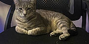 Loki is registered to the contest to win money with this photo: cat, tabby, feline, pet, animal, chair, office_chair, black, mesh, indoor, relaxed, lying_down, fur, whiskers, paws, tail, domestic_animal, resting, cute, calm