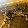 Loki joined the competition — help win amazing prizes! cat, tabby_cat, indoor, carpet, gray_cat, striped_fur, pet, animal, feline, relaxed, lying_down, green_eyes, whiskers, tail, floor, wall, cord, domestic_animal, looking_away, home