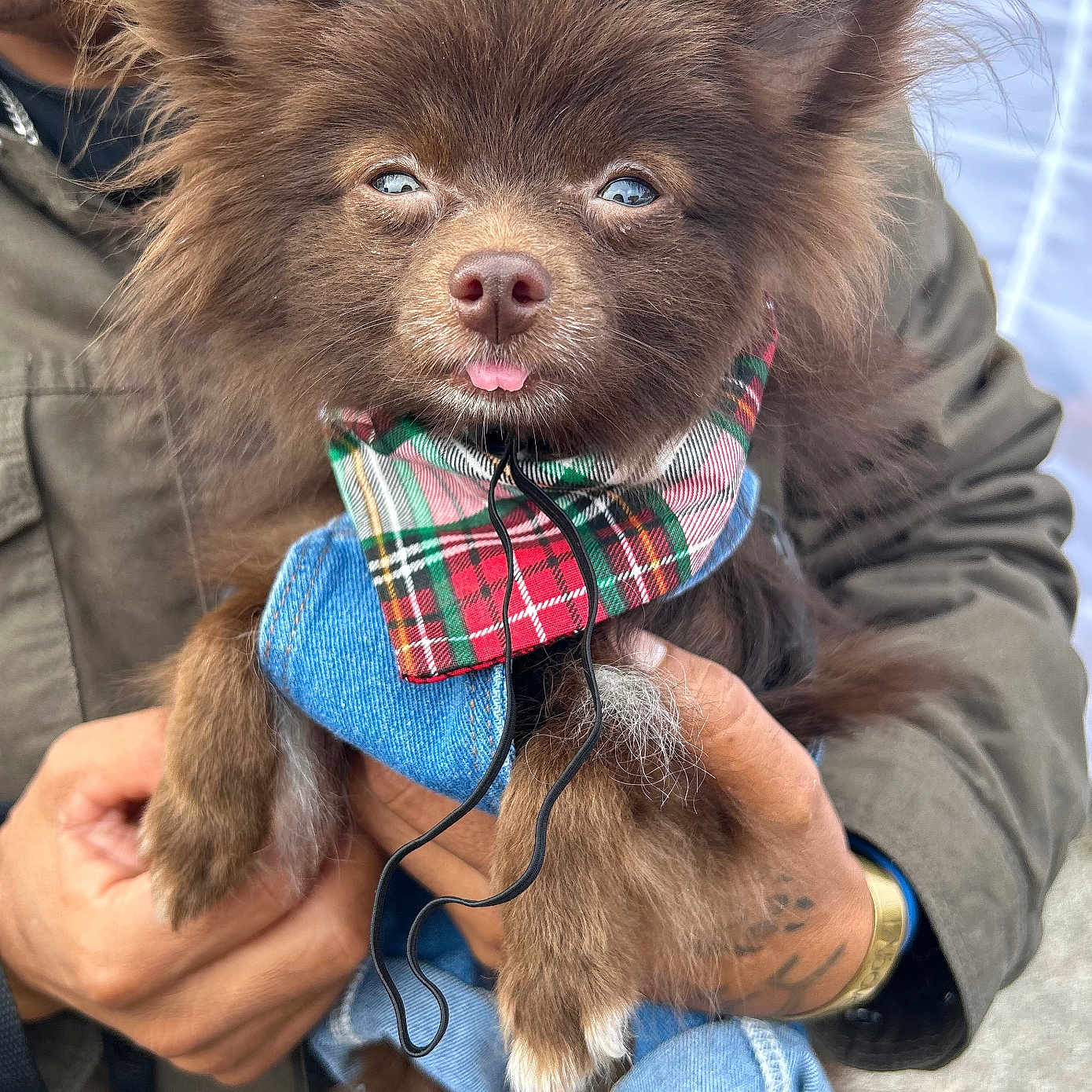 Teddy joined the competition — help win amazing prizes! accessories, animal, bear, bodypart, canine, chihuahua, clothing, coat, dog, face, finger, hand, head, jacket, person, pet, photography, portrait, puppy, terrier