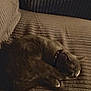 animal, brown, cat, collar, cord, couch, cozy, device, domestic, feline, fur, home, indoor, peaceful, pet, quiet, relaxing, resting, ribbed_texture, sleeping