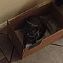 animal, box, cardboard_box, cat, corner, curious, dark, dim_light, domestic, feline, floor, home, indoor, pet, quiet, resting, shadow, small, still_life, tile