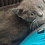 animal, blue_shirt, brown_blanket, cat, close_up, clothing, curious, cute, eyes, fur, gray_cat, indoor, kitten, paw, person, pet, tag, texture, vans, whiskers
