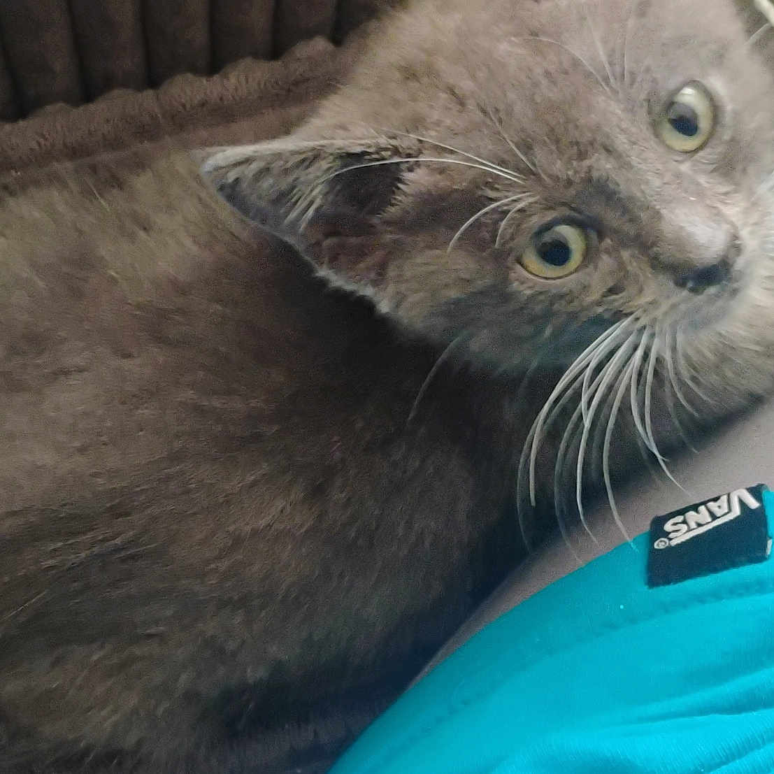 Charlotte Montgomery