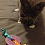 animal, bed, cat, circular_toy, close_up, collar, curious, domestic, fabric, feline, gray_cat, gray_sheet, indoor, knotted_ribbons, pet, playful, shadow, toy, whiskers, white_paws