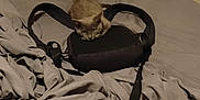 Charlotte Montgomery joined the competition — help win amazing prizes! kitten, cat, bed, backpack, gray, sheet, headboard, indoor, feline, pet, curious, resting, young, animal, fur, domestic, cozy, messy, room, sleep