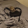kitten, cat, bed, backpack, gray, sheet, headboard, indoor, feline, pet, curious, resting, young, animal, fur, domestic, cozy, messy, room, sleep