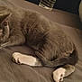 Charlotte Montgomery joined the competition — help win amazing prizes! animal, bed, cat, cozy, cute, fur, gray_cat, home, indoor, nap, pet, pillow, quiet, relaxation, resting, sleeping, soft, tail, whiskers, white_paws